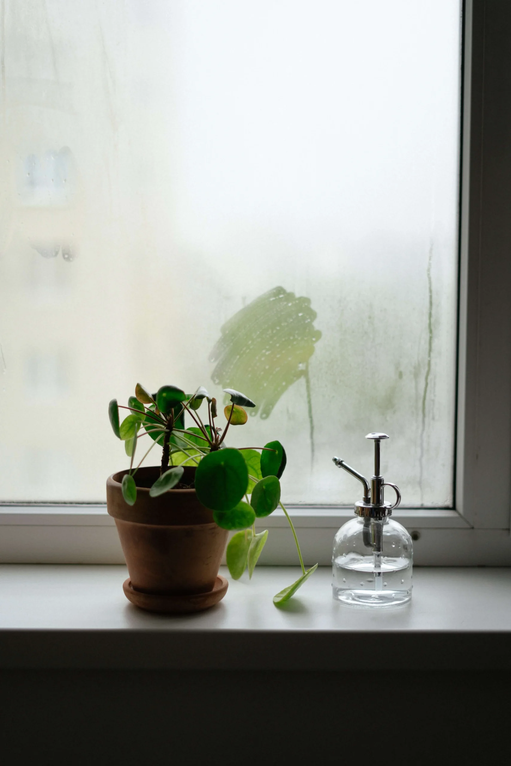 Chinese Money Plant Propagation