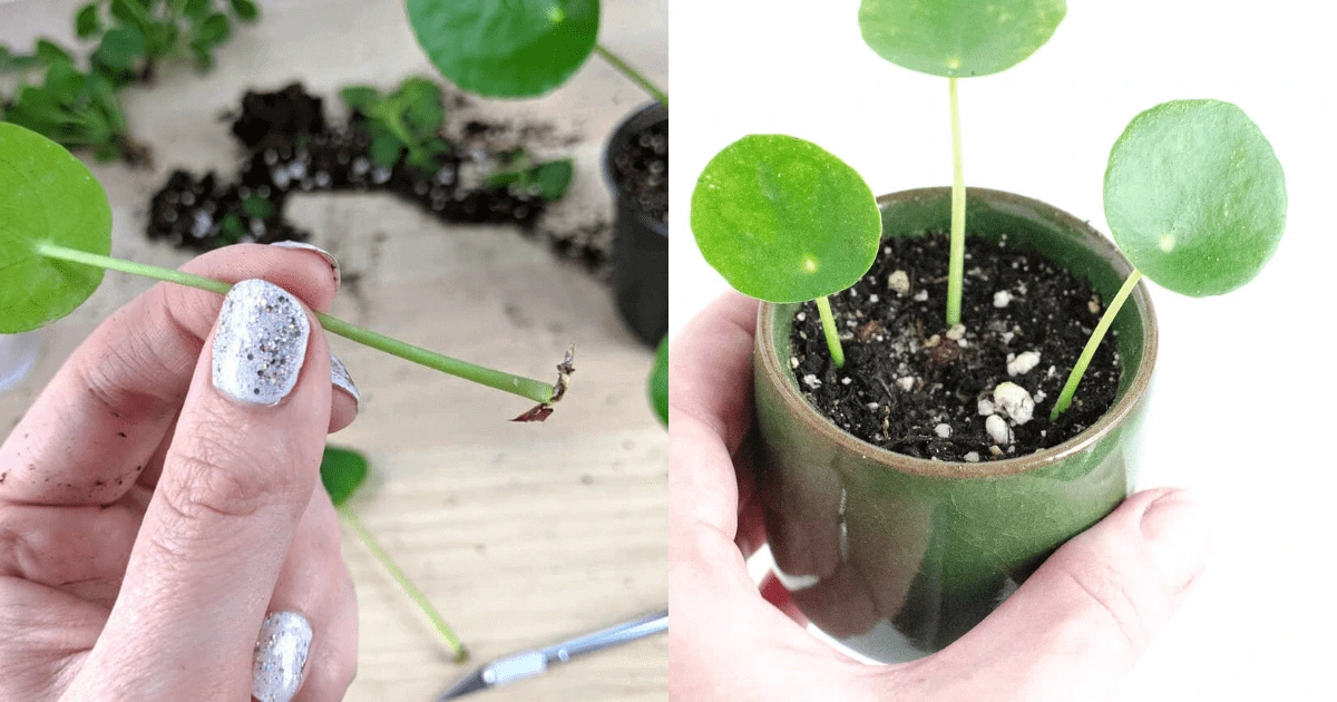 Chinese Money Plant Propagation