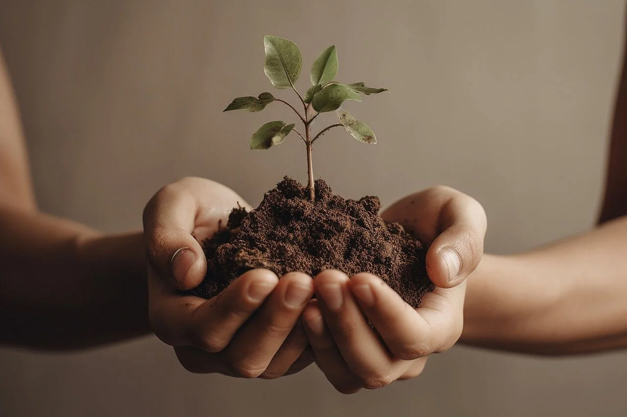 Propagation of money plant