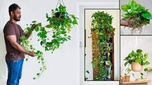 Chinese Money Plant For Decoration