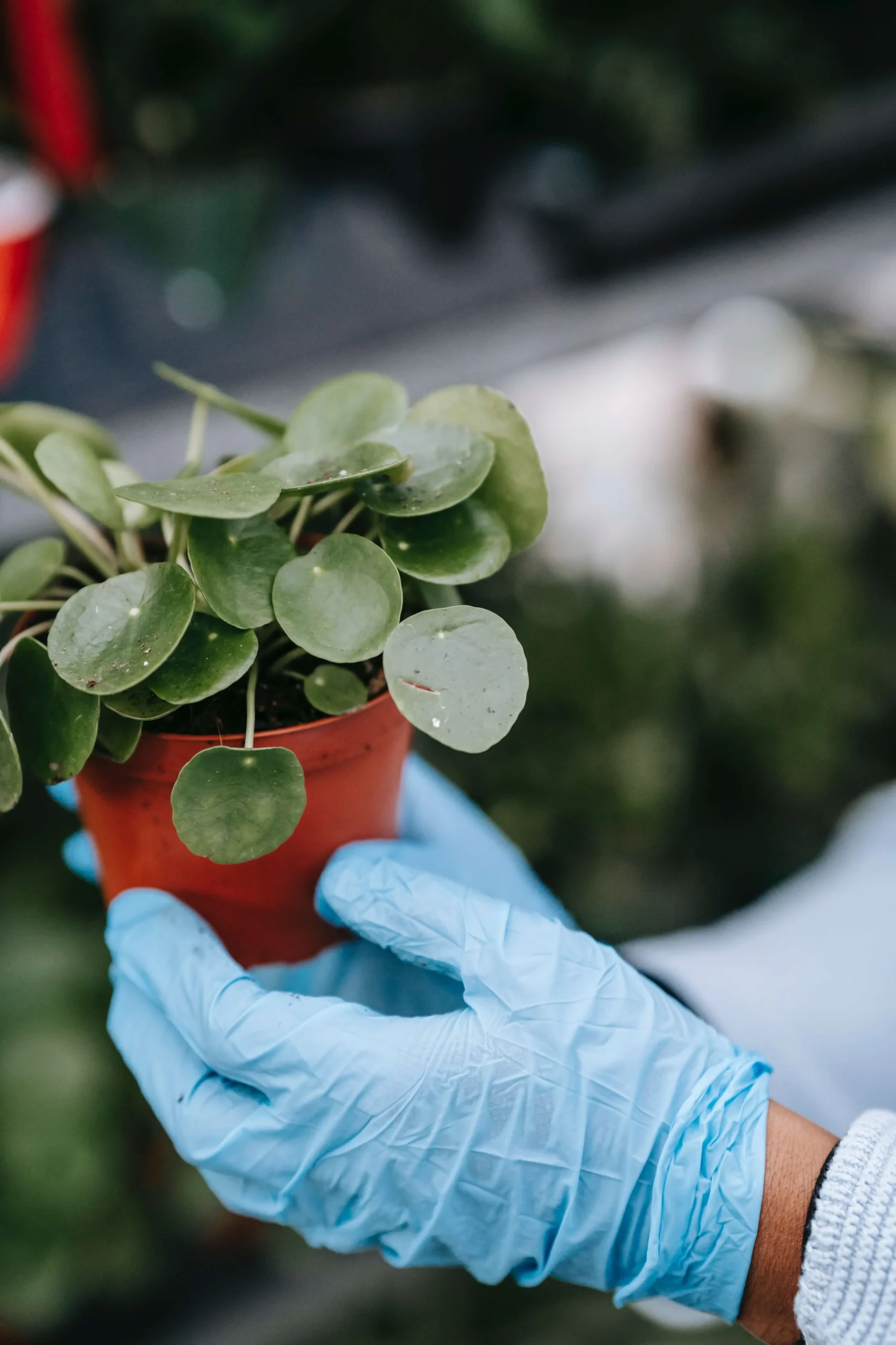 Chinese Money Plant Coin Like Leaves