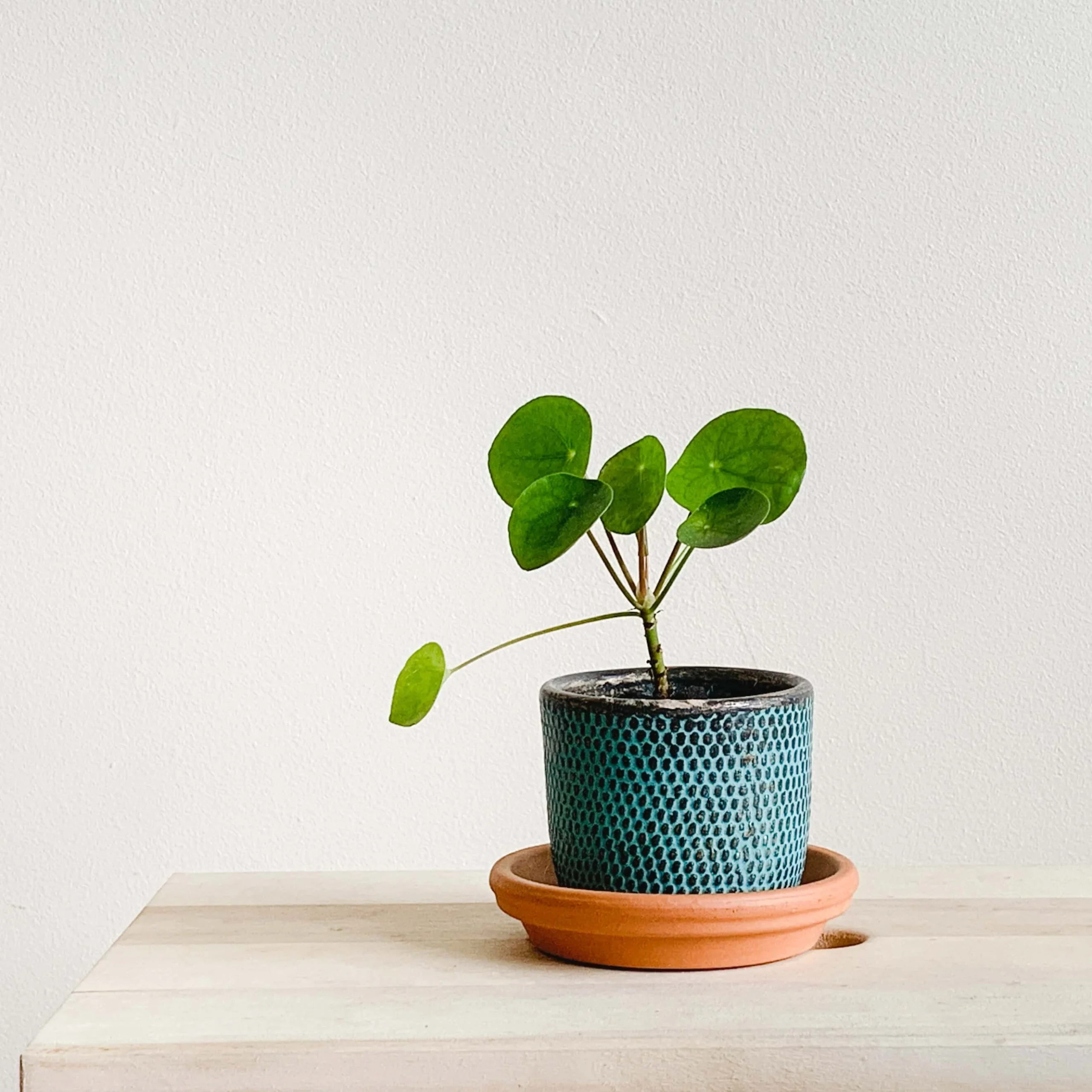 Repotting Chinese Money Plant