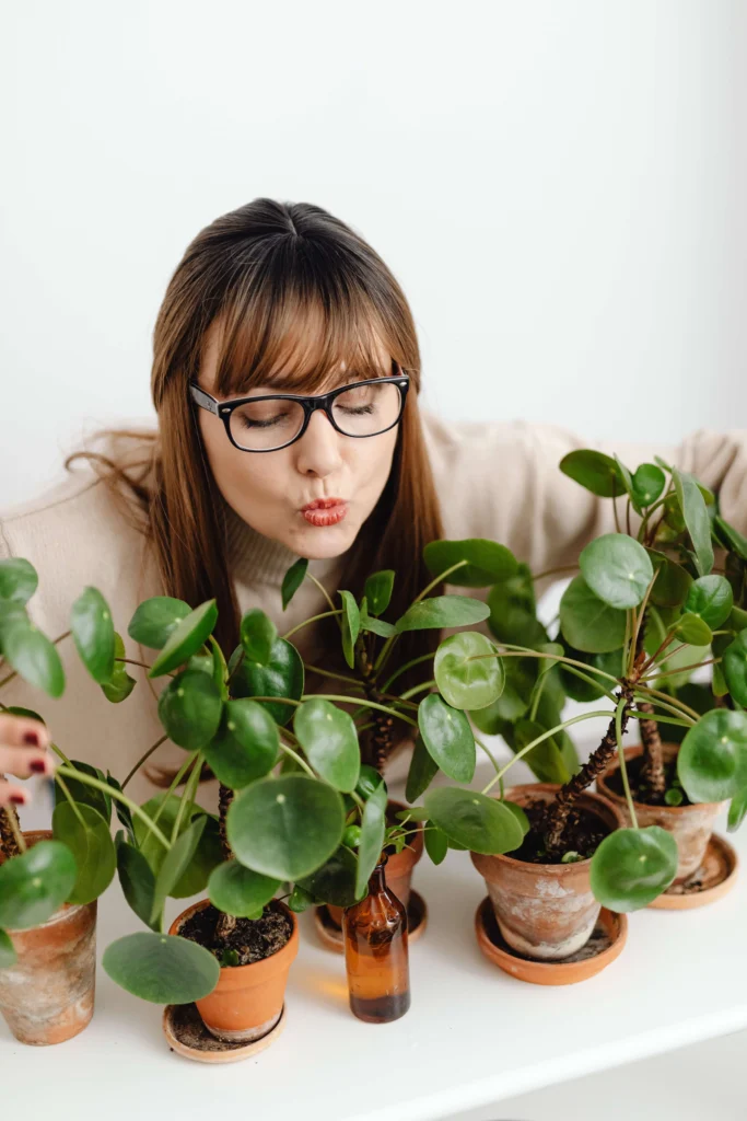 Chinese Money Plant