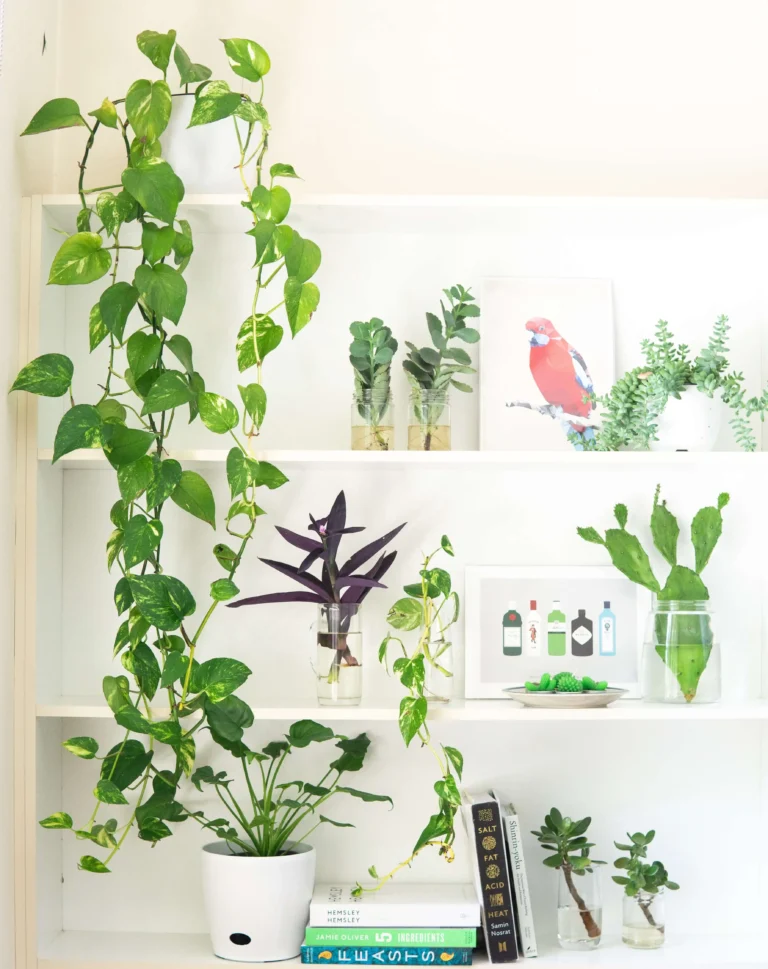 Health Benefits Of Money Plant: Improving Indoor Air Quality