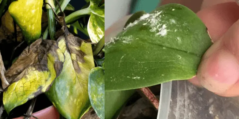 Money Plant Diseases