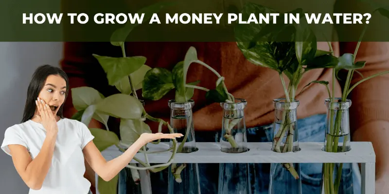 Money Plant In Water