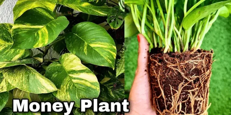 Money Plant Indoor Care & Disease: How To Grow Money Plant in water