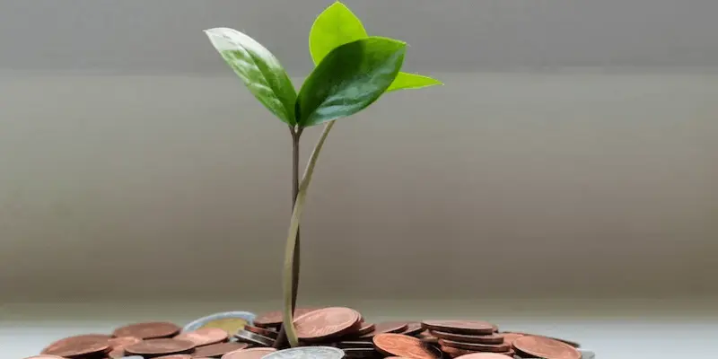 Money Plant Indoor