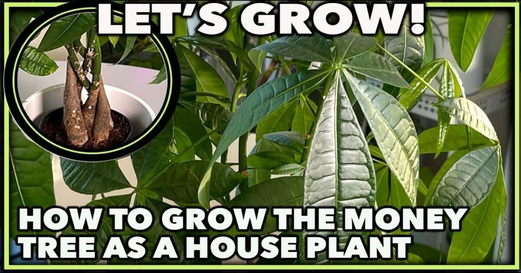 Growth of Money Tree Plant