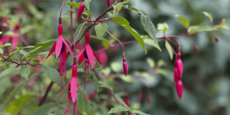 Appearence of the fuchsia flower