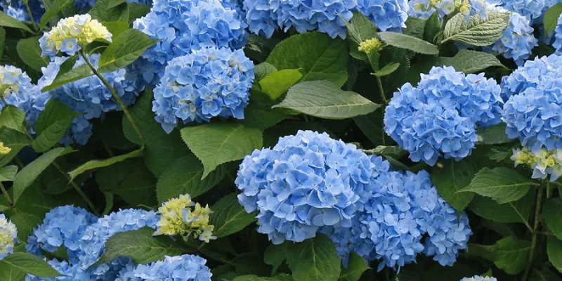 Bigleaf Hydrangea (Hydrangea Macrophylla)