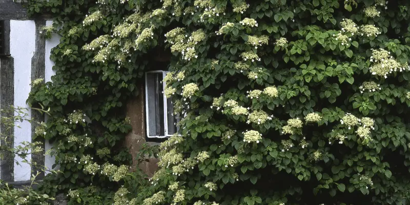 Climbing Hydrangea (Hydrangea Anomala