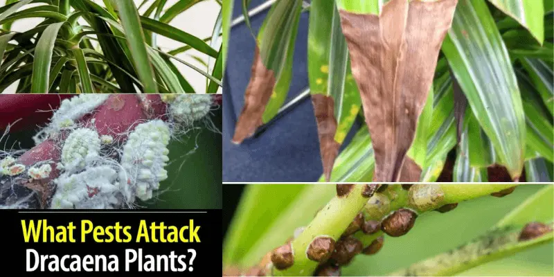 Common Pests and Plant Diseases