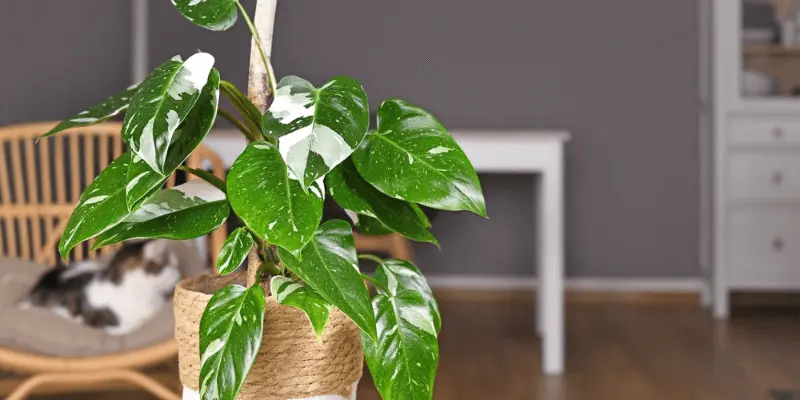 Decorating with Philodendron White Princess