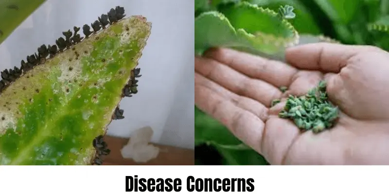 Disease concern in Mother Of Thousands Plant