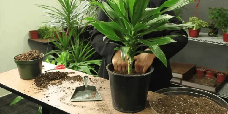 Dracaena Care Guide: Types And Growing Tips For Dracaena Indoor