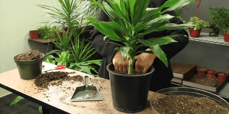 Dracaena Care Guide; Types And Growing Tips For Dracaena Indoor