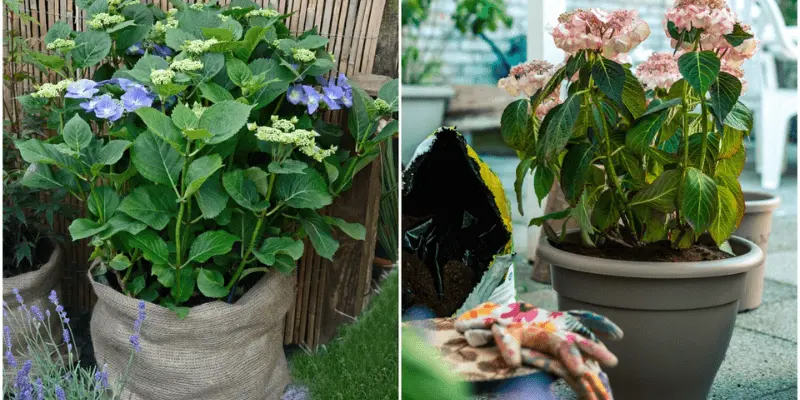 Feeding and Fertilizing Your Hydrangeas