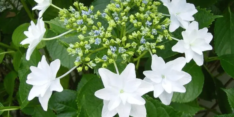 Fireworks Hydrangea (Hydrangea Macrophylla 'Hanabi')