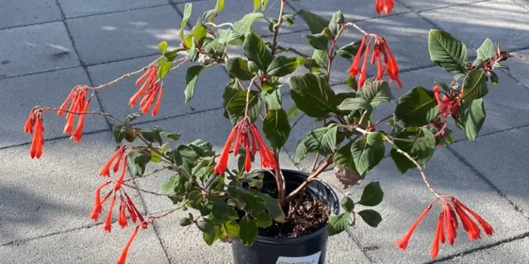 Fuchsia Plant: How to Grow and Care for Fuchsia Flowers