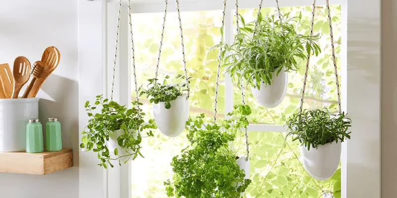 Getting Started with Indoor Herb Gardening