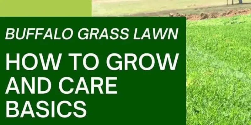 Grow and care buffalo grass