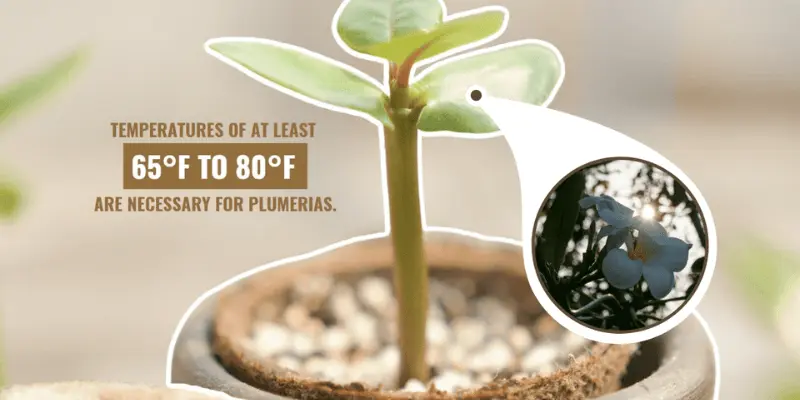 Growing Plumeria from Seeds