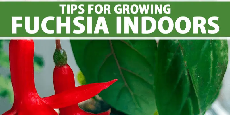 Growing-conditions-for-fuchsia-indoor.