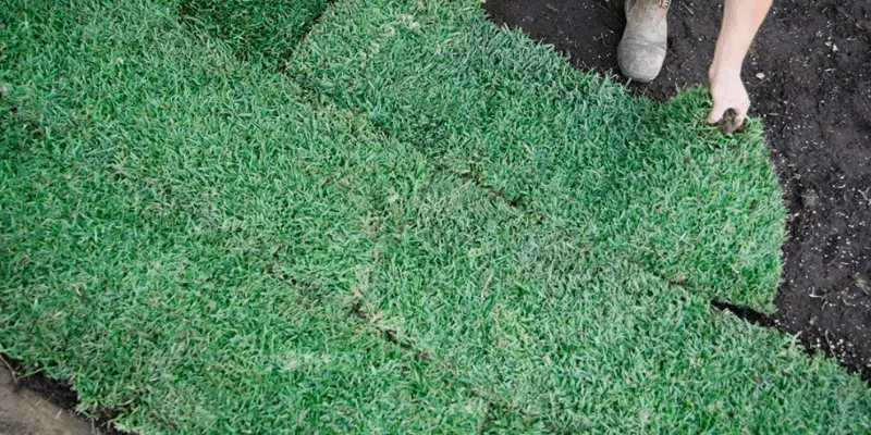 How To Care For Buffalo Grass