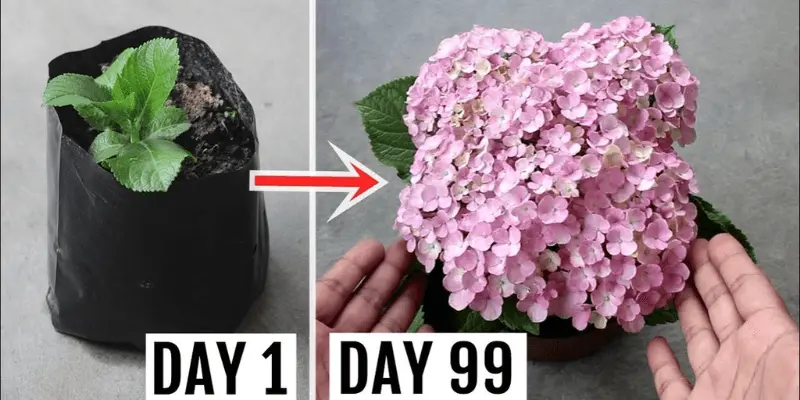 How To Grow Hydrangea Indoor