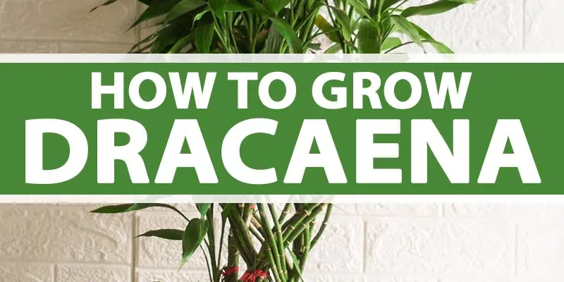 How to grow Dracaena indoor