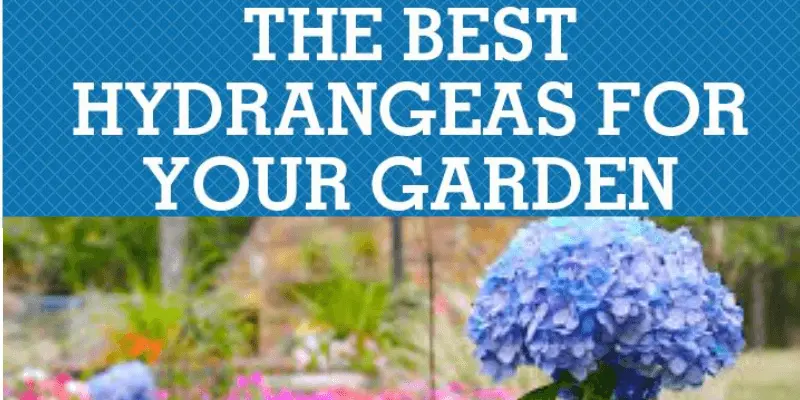 Hydrangea Varieties; Best Hydrangea Varieties to Grow Indoor