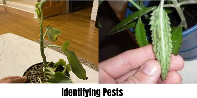 Identifying pests in leaves 