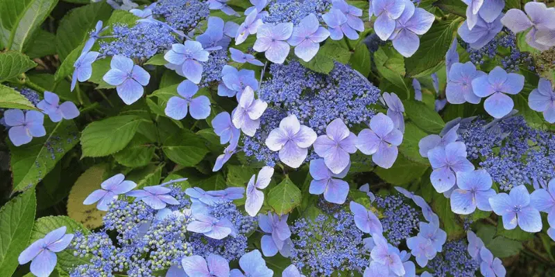 Lacecap Hydrangea (Hydrangea Macrophylla Normalis)