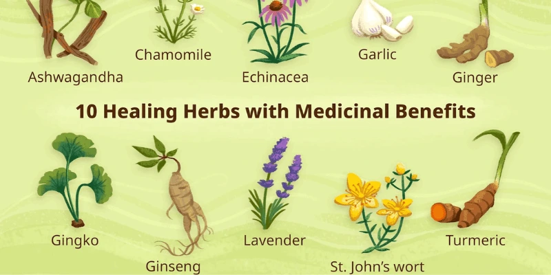 Medicinal-Uses-of-herbs