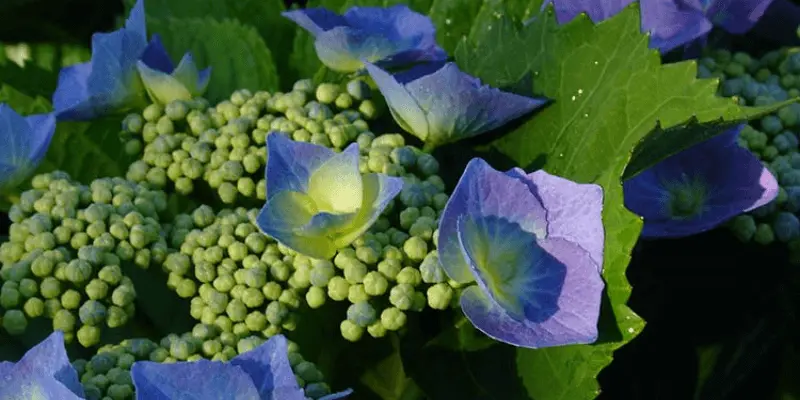 Mophead Hydrangea (Hydrangea Macrophylla)