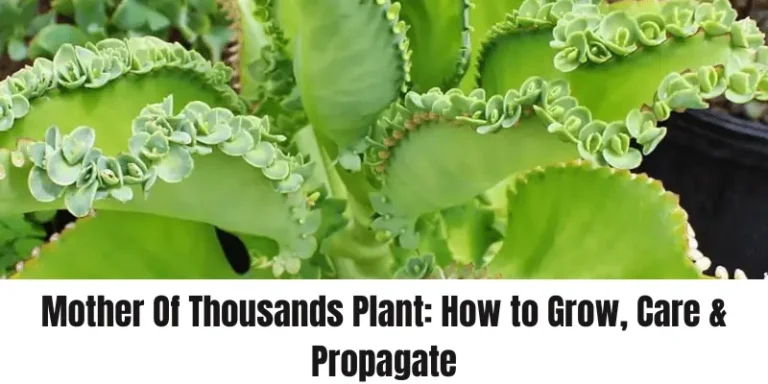 Mother Of Thousands Plant: How to  Grow, Care & Propagate