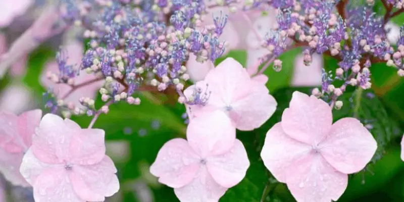 Mountain Hydrangea (Hydrangea serrata)