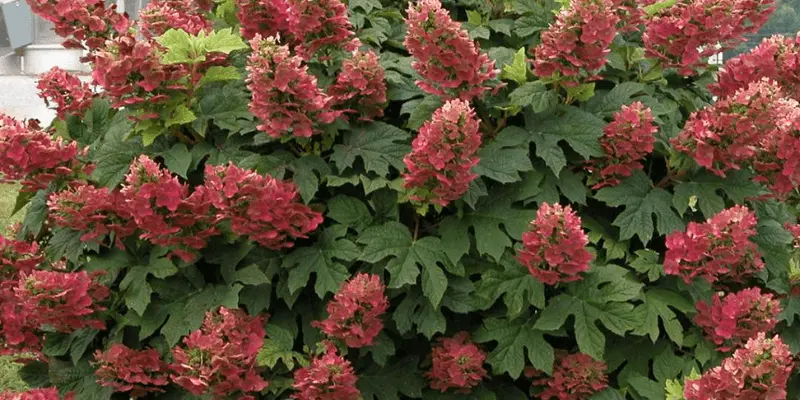 Oakleaf Hydrangea (Hydrangea Quercifolia)