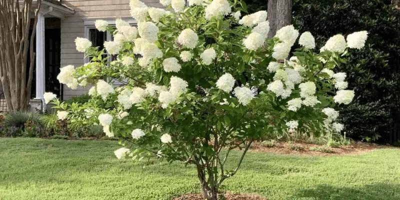 Panicle Hydrangea (Hydrangea Paniculata)