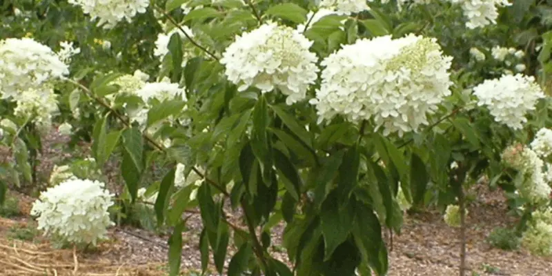 PeeGee Hydrangea (Hydrangea Paniculata 'Grandiflora')