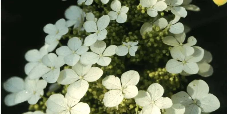 PeeWee Hydrangea (Hydrangea Macrophylla 'PeeWee')