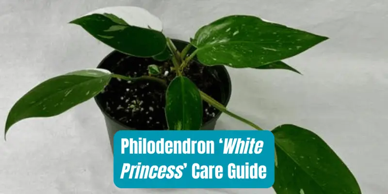 Philodendron White Princess Care Tips