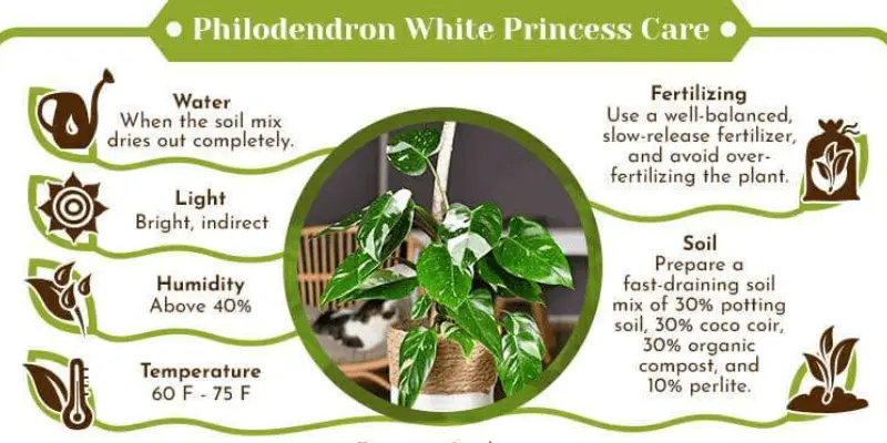 Philodendron White Princess Care