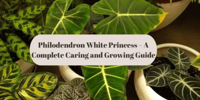 Philodendron White Princess Indoor Growth: Care Tips