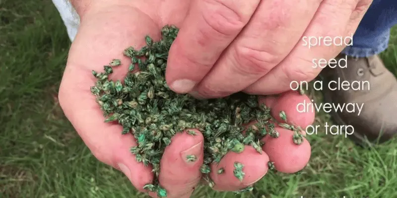 Planting buffalo grass seeds