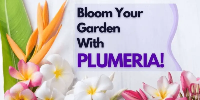 Plumeria Flower Care