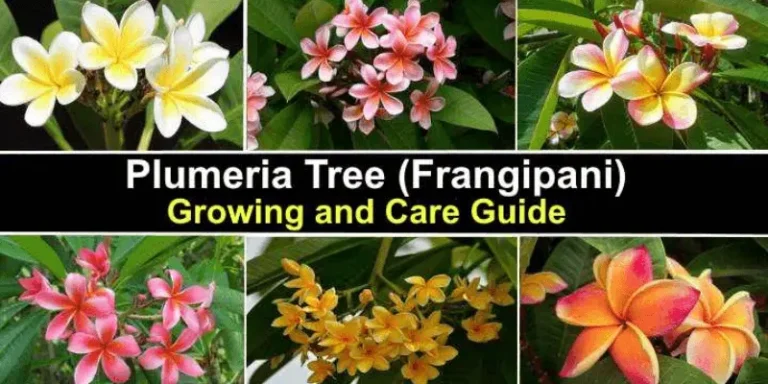 Plumeria Plant Indoor Growth & Propagation |  Plumeria Flower Care