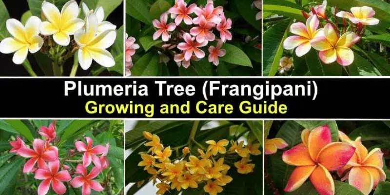 Plumeria Plant Indoor Growth & Propagation; Plumeria Flower Care