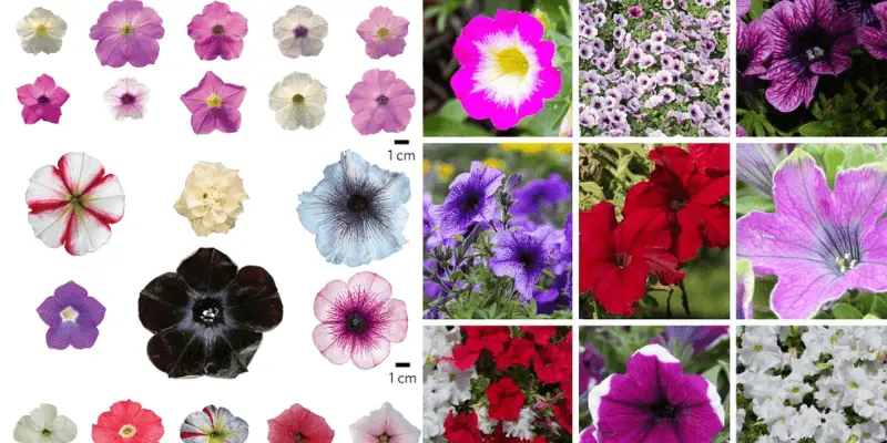 Popular Petunia Varieties